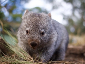 Wombats at Bonorong